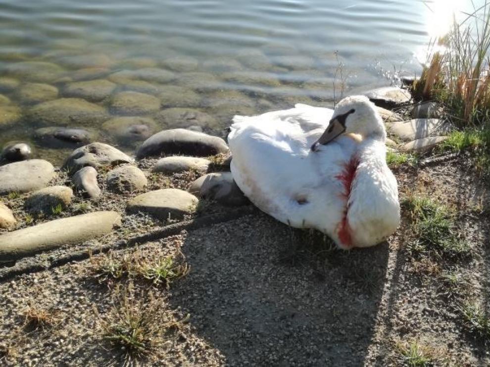 El cisne al que atacó un perro en el Parque del Agua.