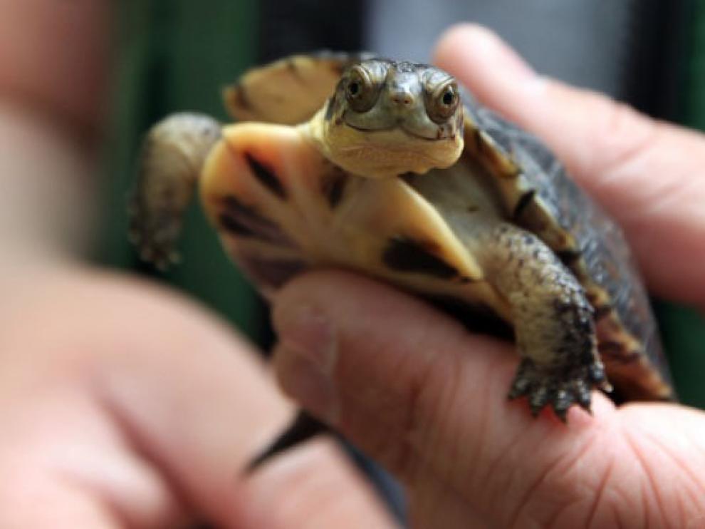 Tortuga de agua dulce.