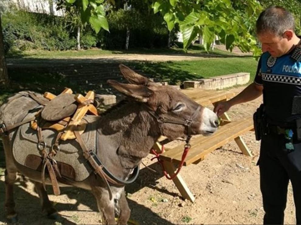Un peregrino francés deja un burro en un parque de Valladolid mientras pasa la noche en un hotel.