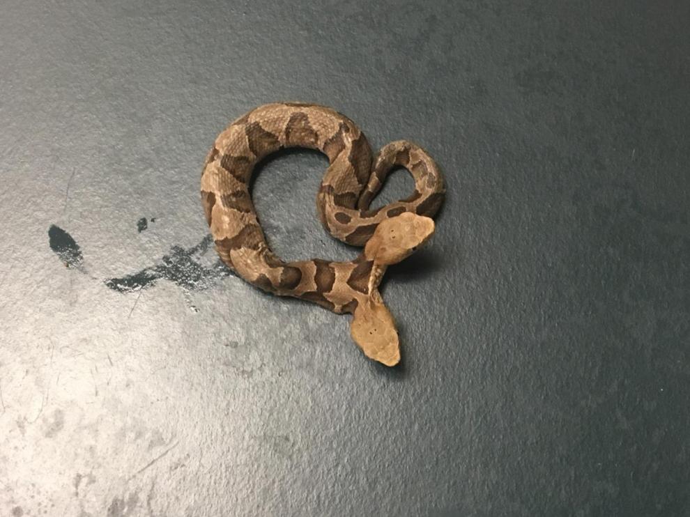 La serpiente de cobre de dos cabezas.