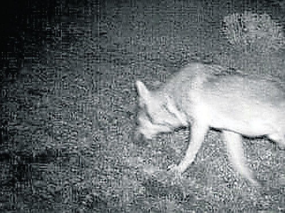 Imagen de un lobo captada el 1 de octubre de 2017 en Aragón con una cámara de fototrampeo.