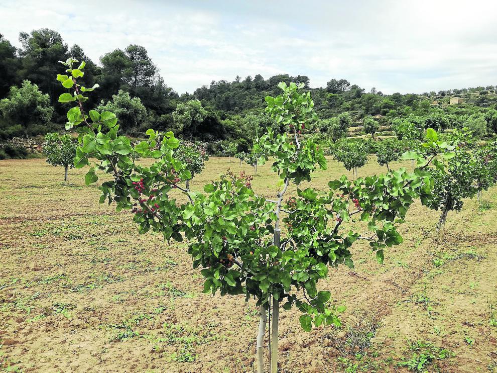 Plantación de pistachos de José Antonio Bonfil, socio de Apistar. Están en la localidad turolense de Valdealgorfa y tienen cuatro años.