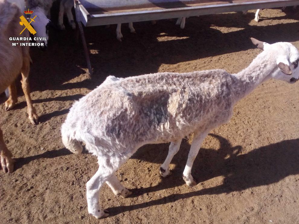 Uno de los ejemplares de ovino que han tenido que sacrificarse debido a su mal estado.