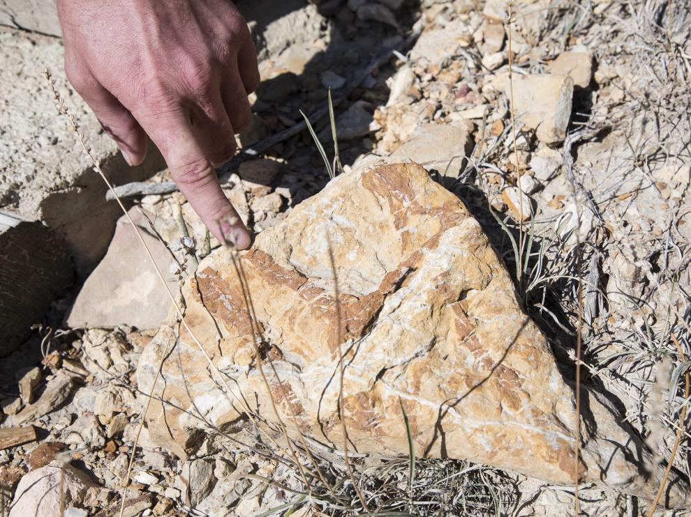 Fósil marino en el yacimiento de megaplanolites