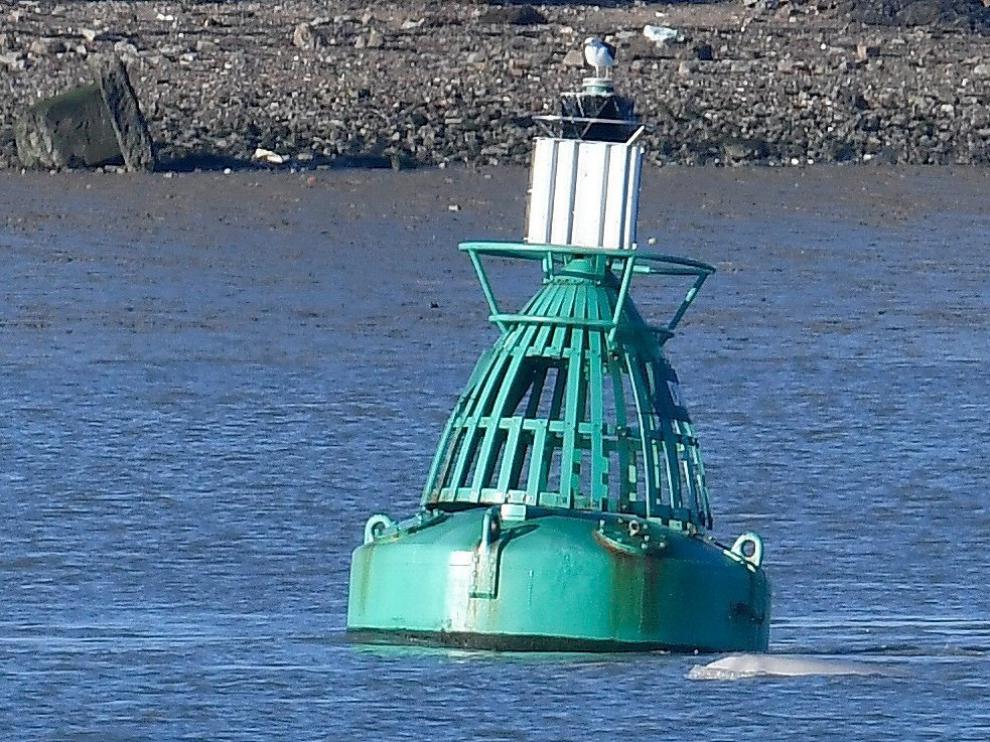 Un gran mamífero marino que los expertos han identificado como una ballena beluga, ha sido visto en las aguas del río Támesis cerca de la localidad inglesa de Gravesend, a unos 40 kilómetros al este de Londres, según reveló hoy la cadena BBC.