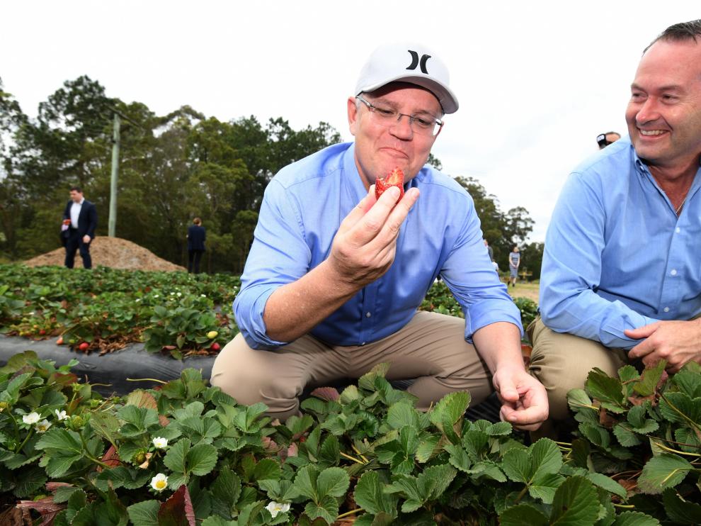 El primer ministro australiano Scott Morrison come una fresa junto a Fisher Andrew Wallace durante una visita a la granja de fresas en Sunshine Coast.