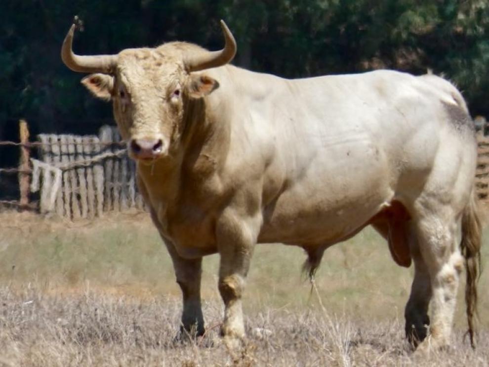 Toro de Prieto de la Cal a lidiar en la concurso.
