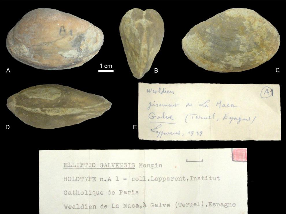 Presentan en Portugal una investigación sobre la búsqueda de un bivalvo turolense