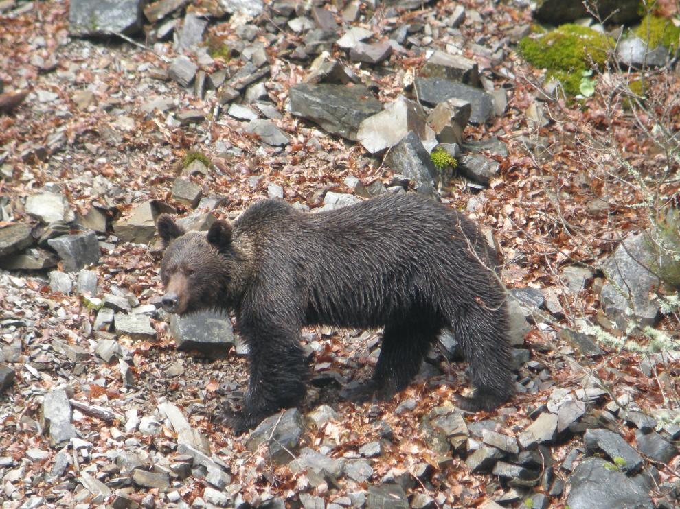 Ejemplar de oso pardo