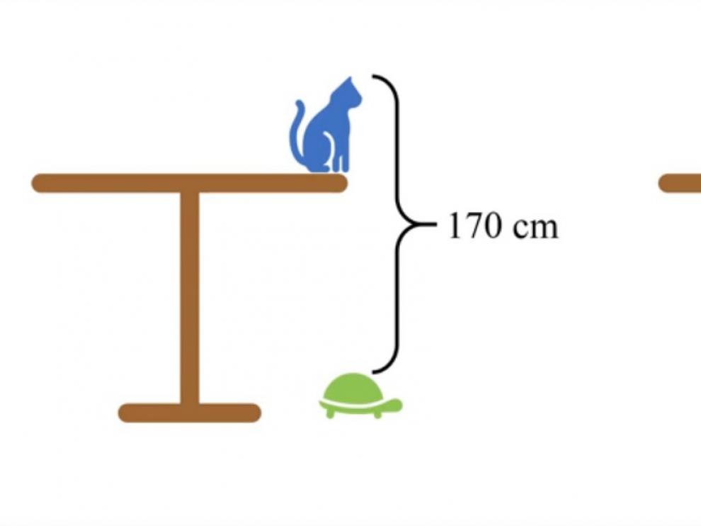 El acertijo de la mesa, el gato y la tortuga.