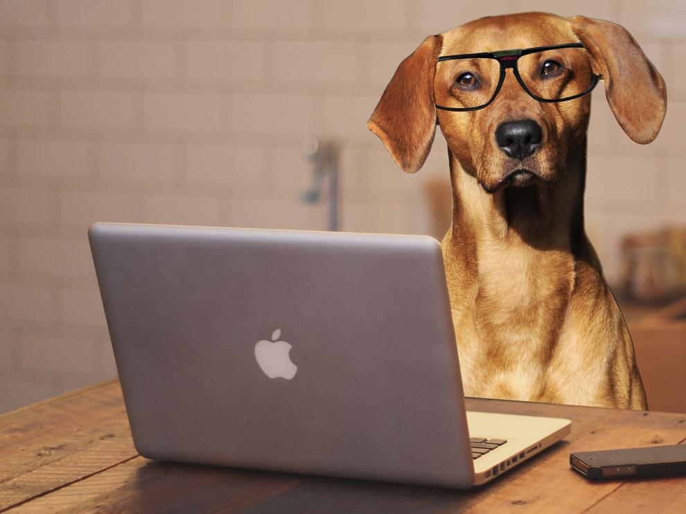 Los expertos han resuelto que los perros no son más inteligentes que otros animales.