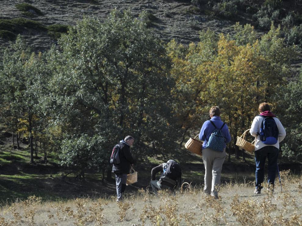 Recogida de setas en la Sierra de Albarracín.