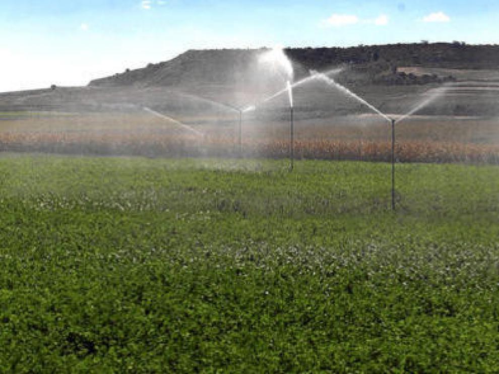 Riego por aspersión en un campo de alfalfa en la provincia de Huesca.