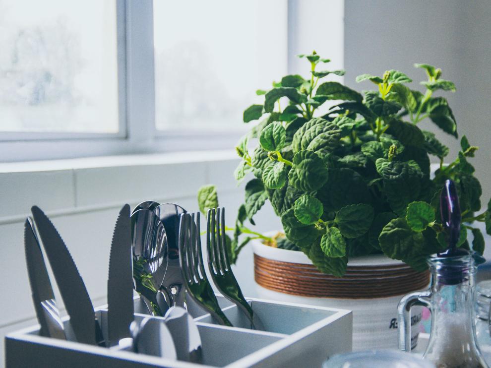 La menta fresca es una de las hierbas que, colocada en la cocina, puede mantener un olor fresco.