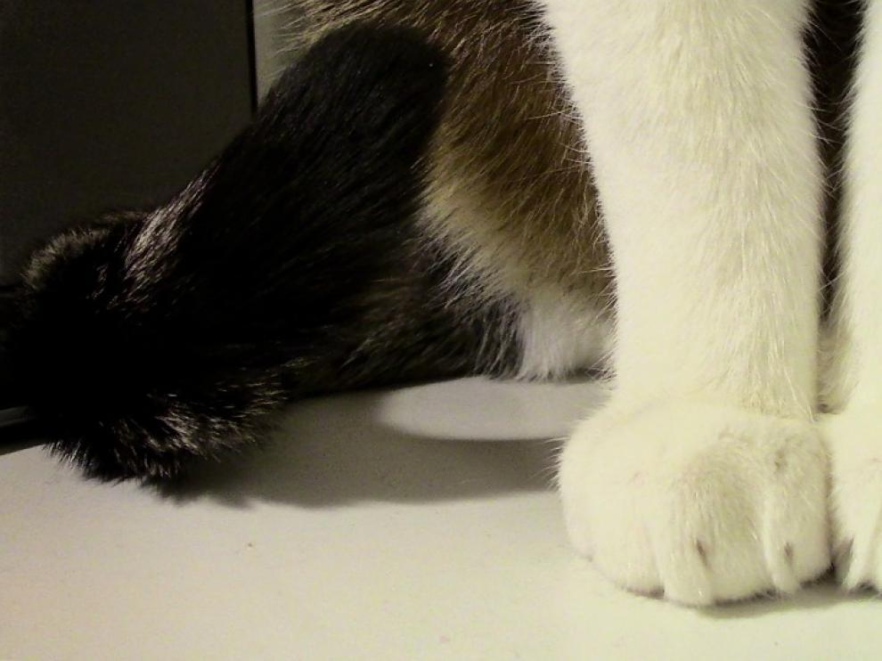 Investigan a un hombre por la muerte a tiros de la gata de su vecino en Benidorm