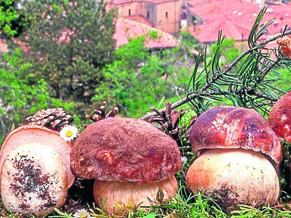 Boletus en su variedad pinophilus recién cosechados por el micólogo Ángel Leiva. Es una de las setas más populares en Aragón y que más se venden y cocinan.