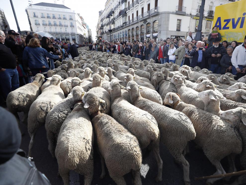 Ganado trashumante cruzando el centro de Madrid.