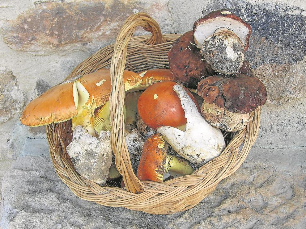 Una cesta con setas recogidas en el campo aragonés, donde se dan muy bien los boletus y los robellones.