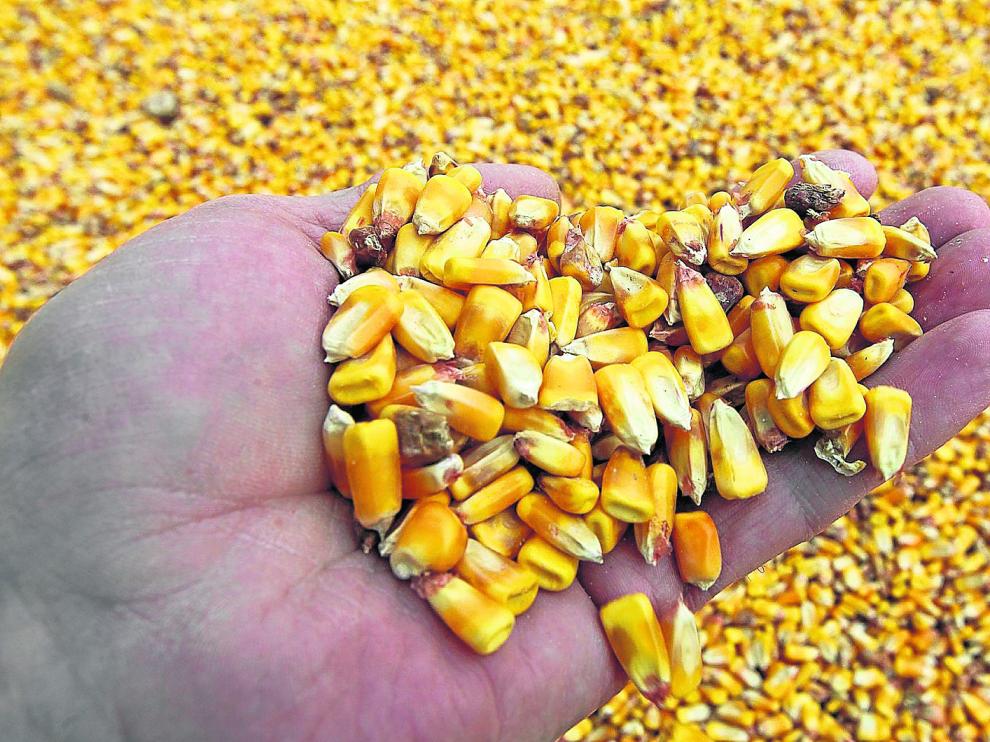 Las zonas más tempranas de recolección de maíz en Aragón ya tienen la cosecha en sus almacenes. En otras comarcas, la recolección aún no ha empezado.
