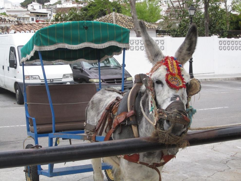 Un burro taxi en Mijas, Málaga.