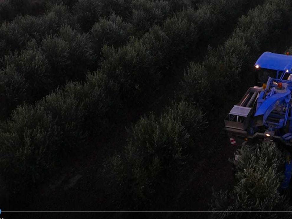 La recolección supertemprana de oliva en la explotación de La Cartuja de la empresa Guomango se realiza por la noche.