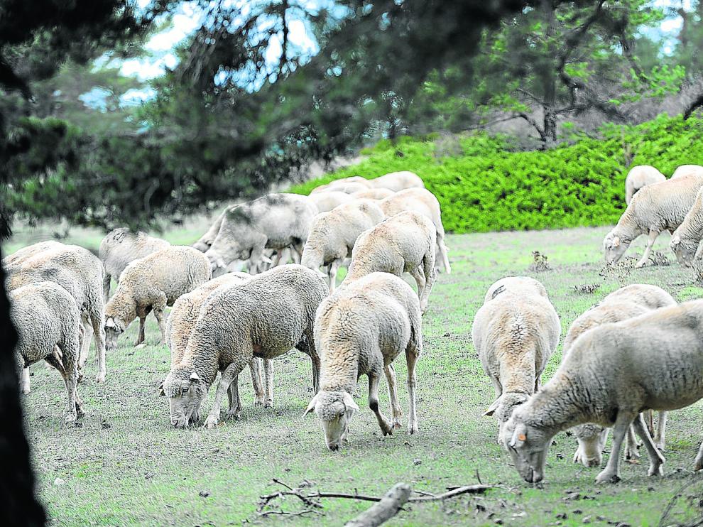 Un grupo de ovejas se alimenta en una zona de monte adaptada para el pastoreo extensivo.