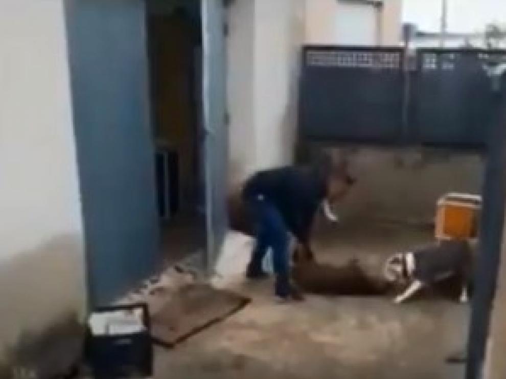 Fragmento del vídeo publicado por Pacma en su cuenta de Twitter.