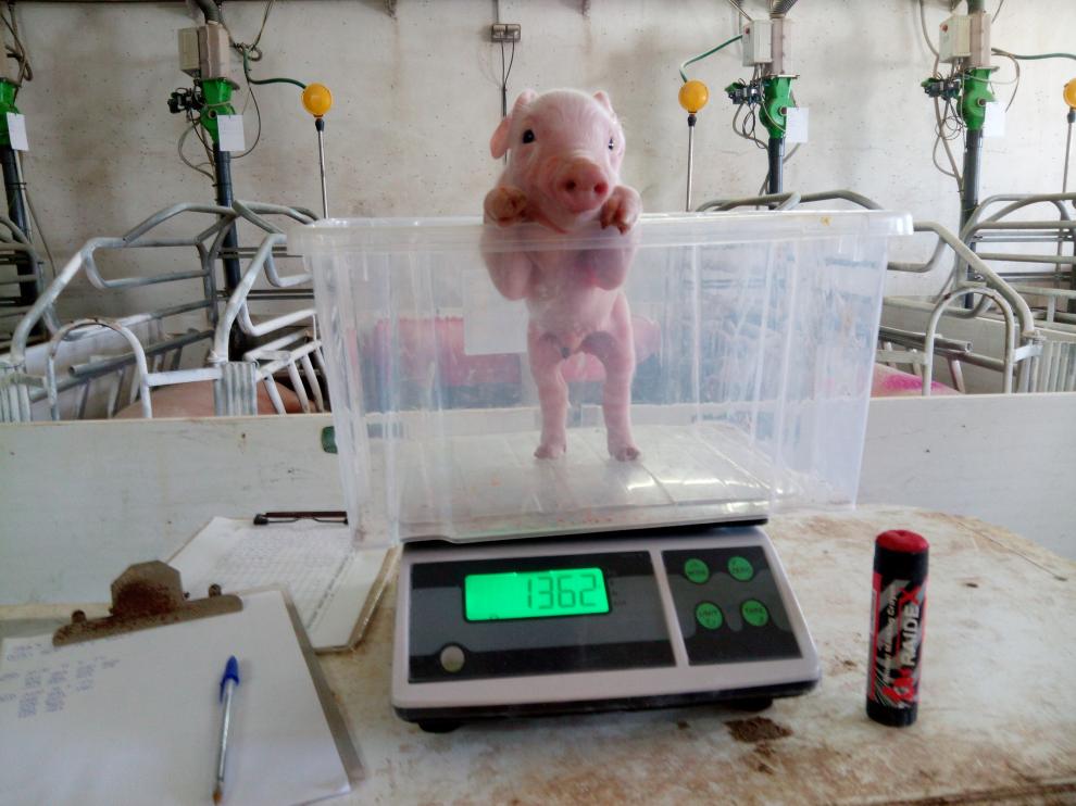 '¡Qué! ¿Cómo llevo la dieta?', fotografía ganadora del segundo premio