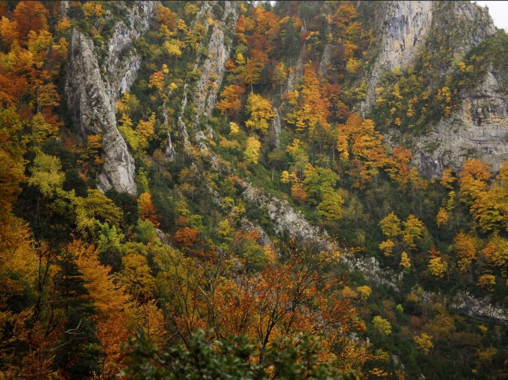 Desde lo alto, puede observarse en todo su esplendor el maravilloso cromatismo de los bosques de caducifolias al fondo del valle.
