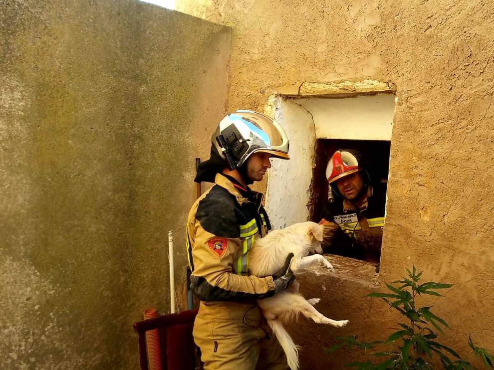 Los Bomberos de Tarazona han rescatado con vida al animal en una complicada operación tras el derrumbe de una casa en Novallas.