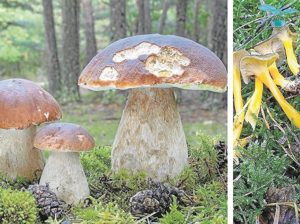 Tres especies de setas que se pueden consumir.
