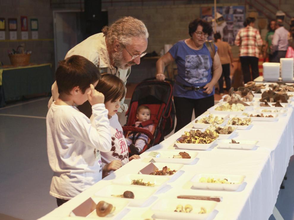 Exposición de setas en el polideportivo de Ayerbe en una edición anterior de las jornadas