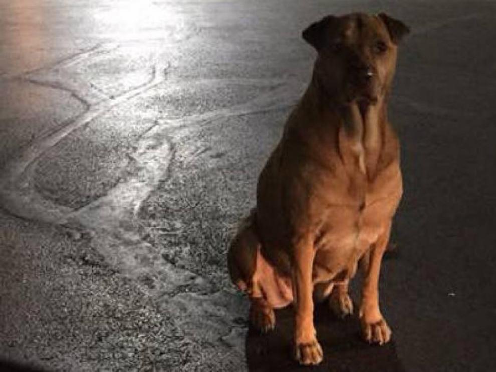 Princess, el perro que se hace pasar por callejero para conseguir hamburguesas de McDonald's.