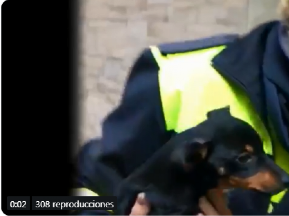 Policía Local y Bomberos rescatan a un perro de un tejado en Zaragoza