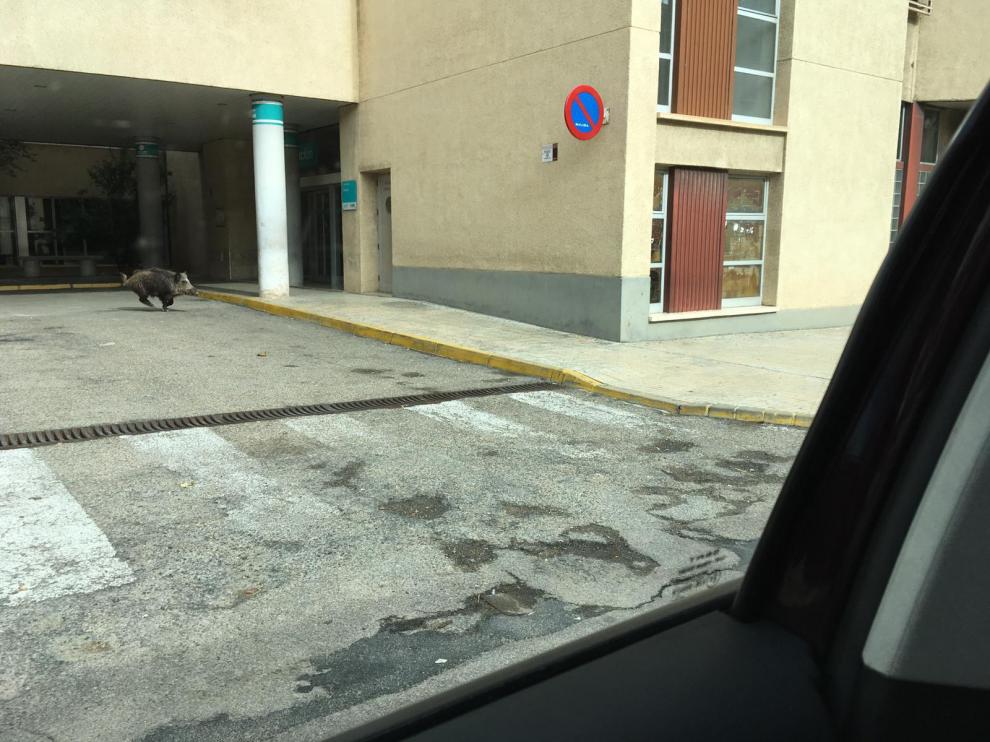 El jabalí, a las puertas del hospital de Alcañiz.