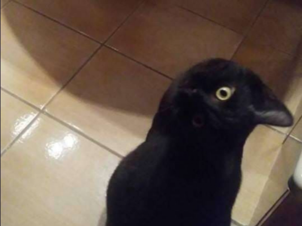 ¿Gato o cuervo? La ilusión óptica que vuelve loco a Twitter.