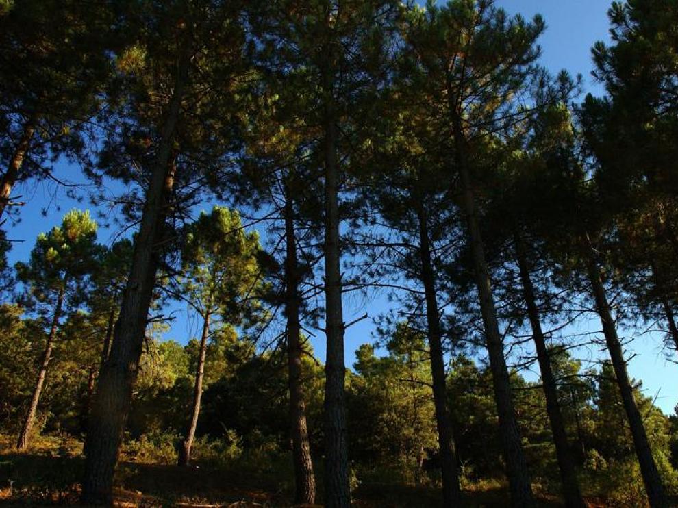El pinsapar de Orcajo, un bosque de una especie inusual en Aragón, en la comarca de Campo de Daroca.