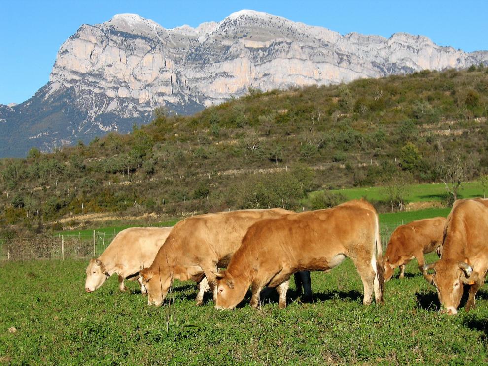 EL proyecto europeo DietaPYR2 estudia los valores nutricionales específicos de la carne de razas autóctonas del Pirineo