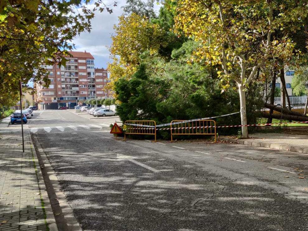 El árbol cayó de madrugada sobre la acera y parte de la calzada.