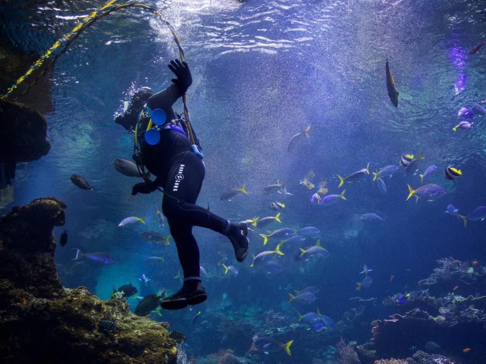 Tres becas para jóvenes amantes del mundo subamarino.