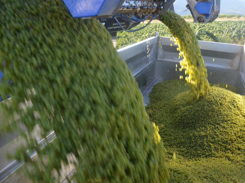 La agricultura es el sector en el que más ha subido el paro en Aragón este mes de octubre.