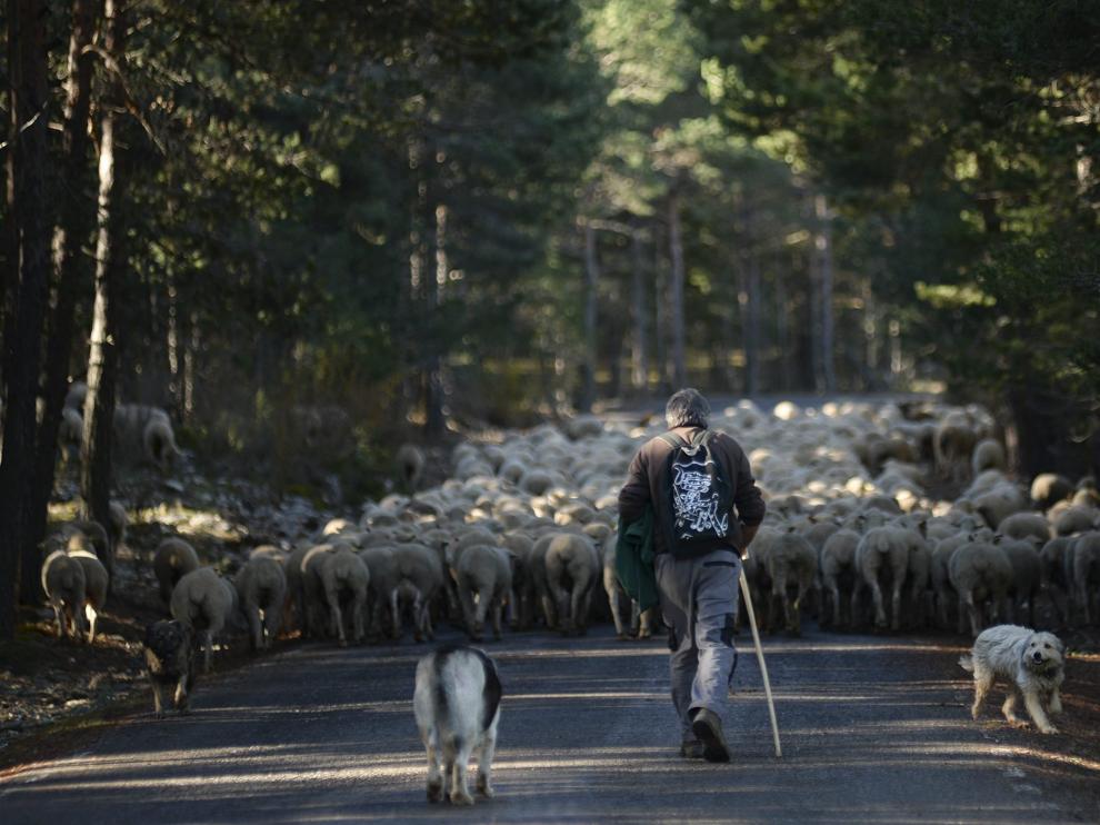 Inicio de la trashumancia en la Sierra de Albarracín