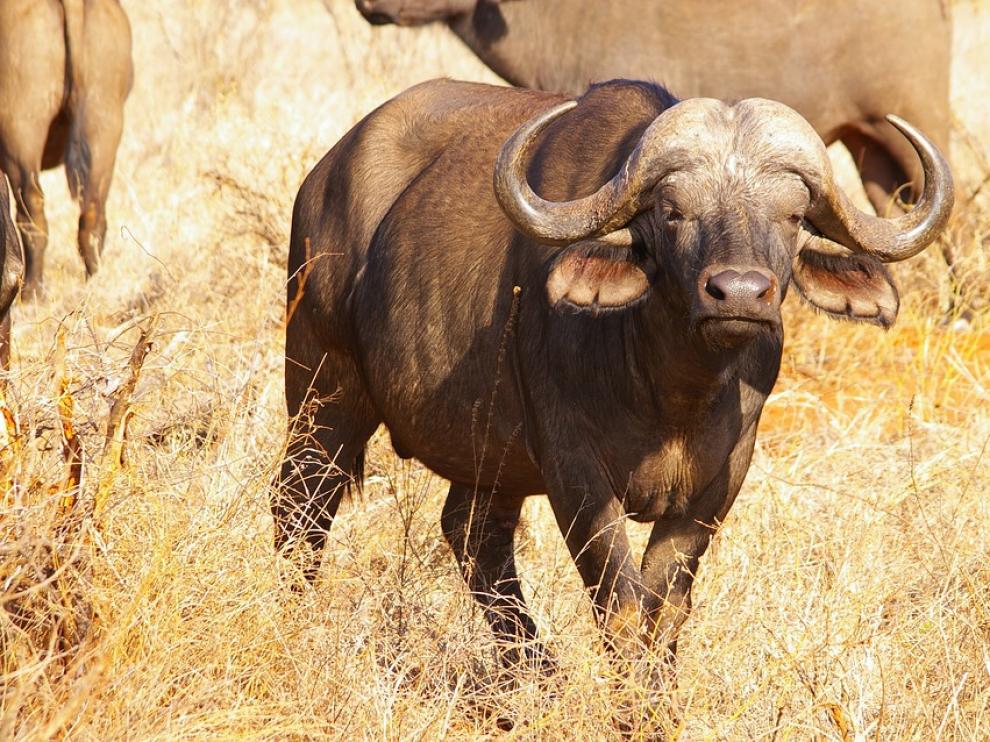 Estos herbívoros de más de 1,7 metros de altura, se defienden haciendo frente común contra el agresor.