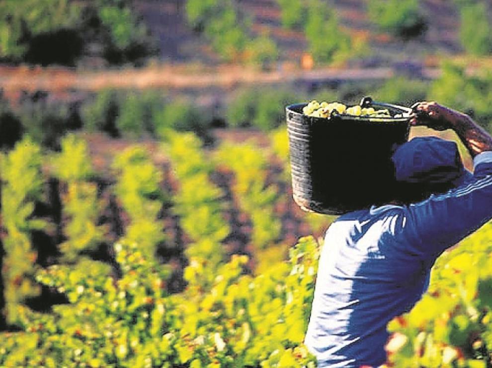 Imagen de una cosecha en el campo de Calatayud.