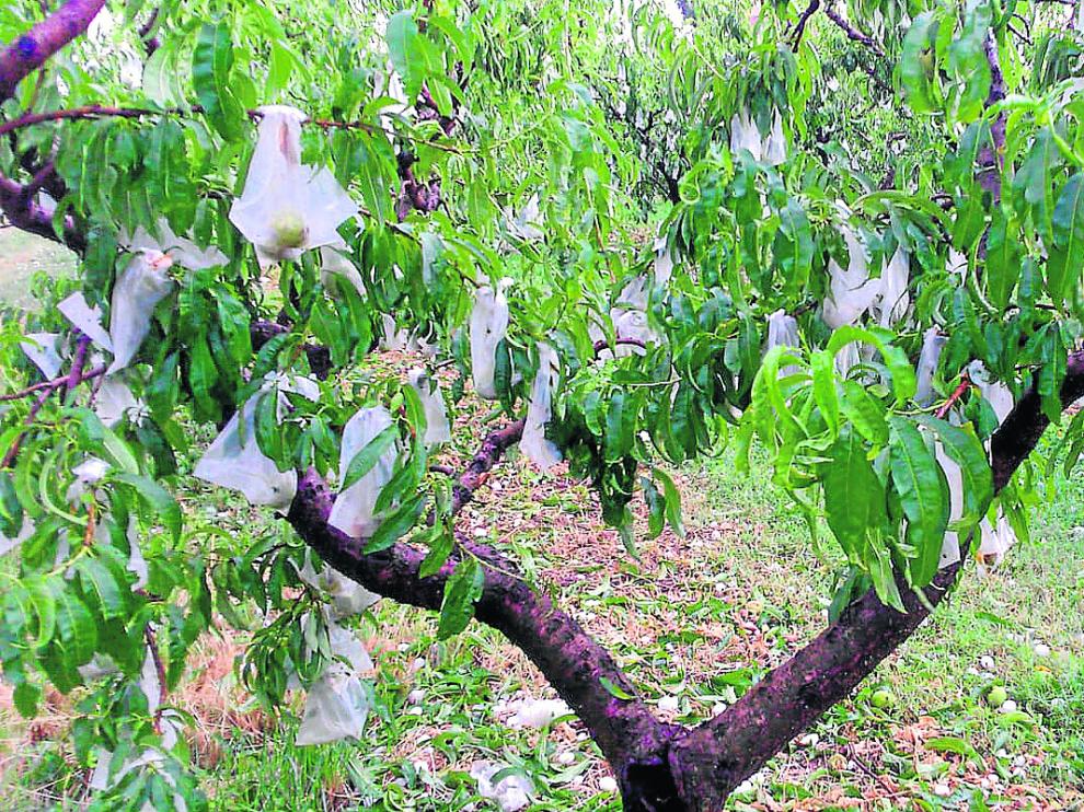 Los frutales han sufrido cuantiosas pérdidas a lo largo del año.