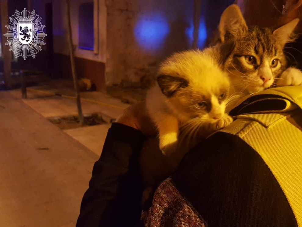 La Policía Local se hizo cargo de los gatitos rescatados hasta que localizaron a su dueña.