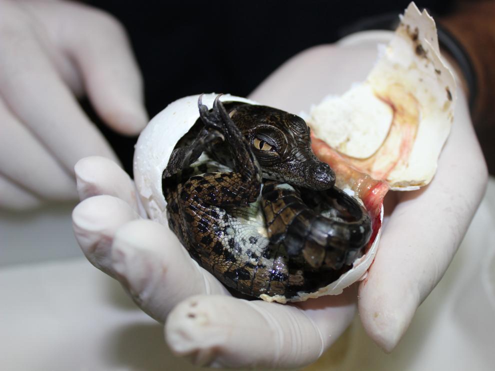 Uno de los huevos de cocodrilo, en el momento de eclosión