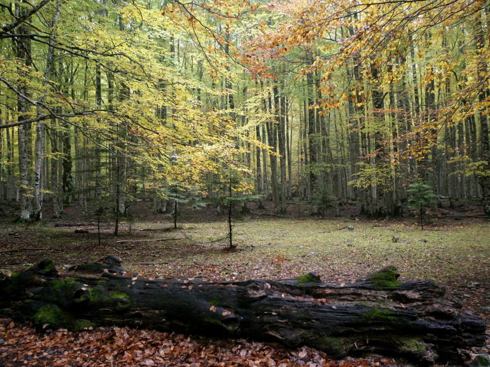 Bosques otoñales en el Parque Nacional de Ordesa y Monte Perdido.