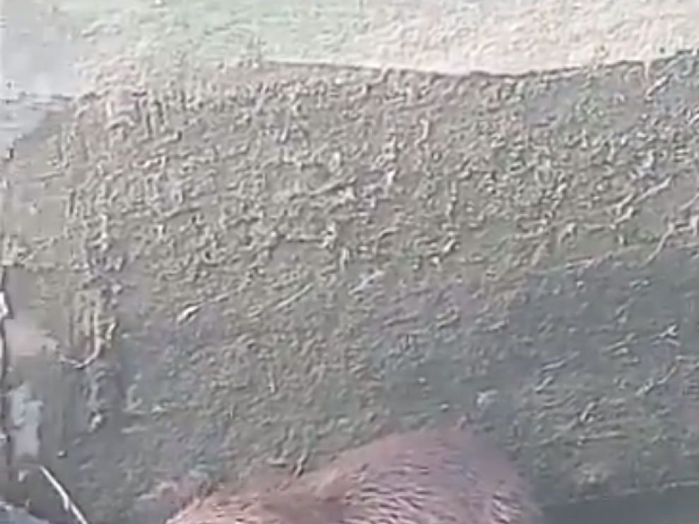 Imagen del castor rescatado por la Unidad Verde.