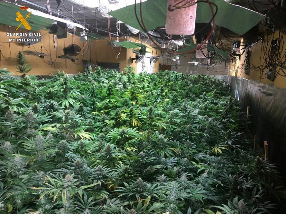 La Guardia Civil encontró 1.600 plantas de marihuana en el interior de una vivienda de Garrapinillos en 2018.